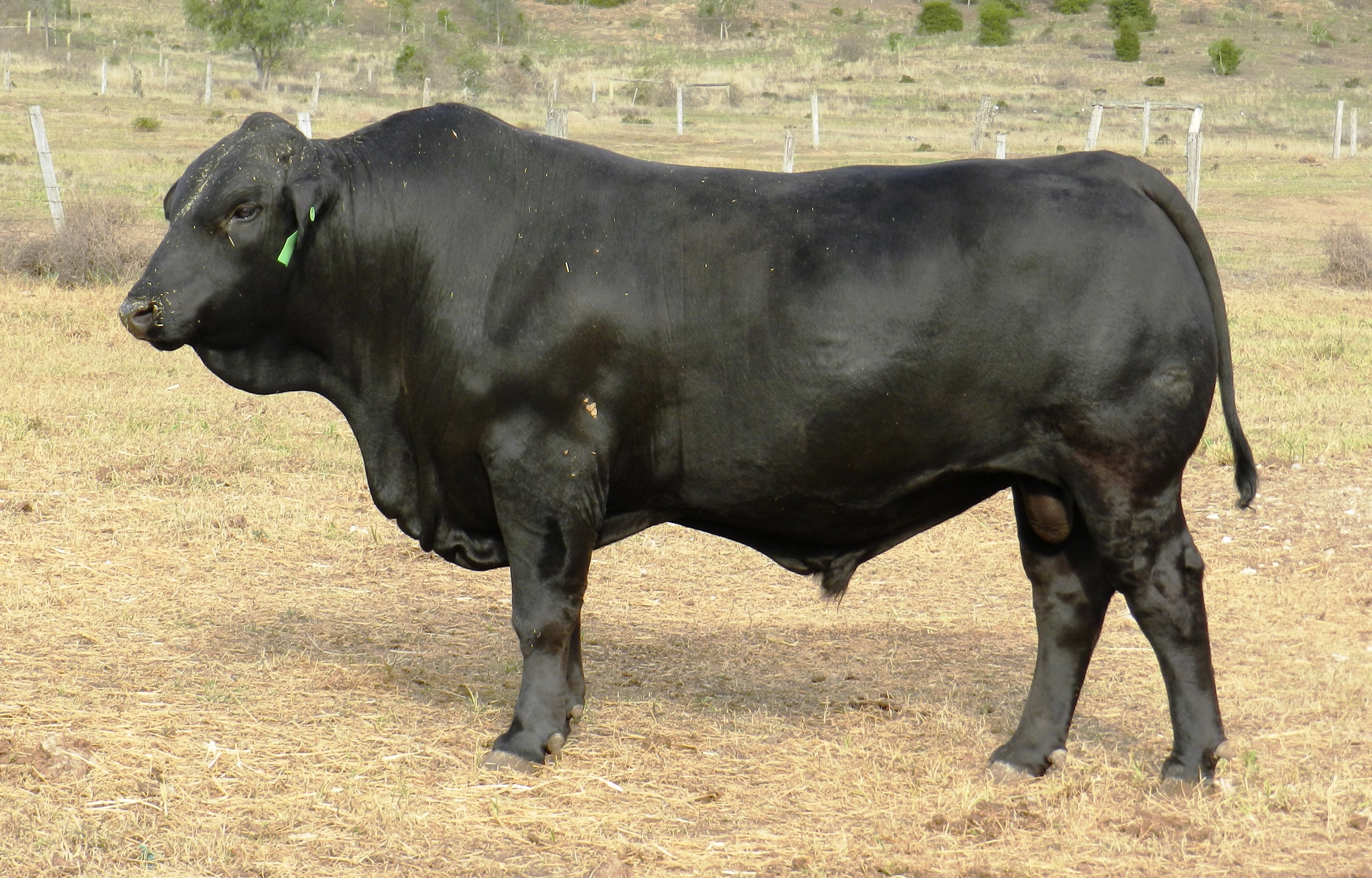 Elara ED 951 (in 2019)